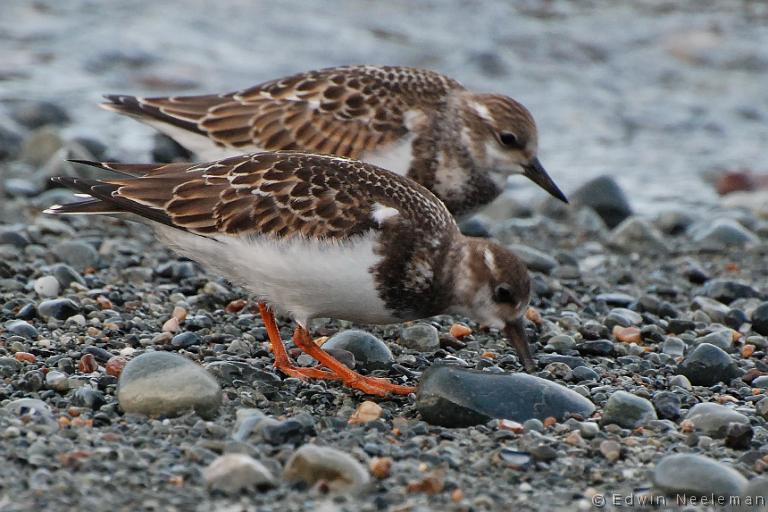 ENE-20080829-0009.jpg - [nl] Steenlopers ( Arenaria interpres ) | Sleepy Cove, Crow Head, Twillingate, Newfoundland, Canada[en] Turnstones ( Arenaria interpres ) | Sleepy Cove, Crow Head, Twillingate, Newfoundland, Canada